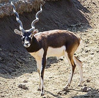 高品質！ブラックバック スカルホーンの全身骨格標本 - 頭骨・骨格標本