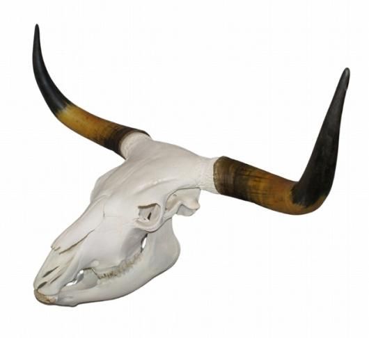 CORE-BOX様　骨格標本　カショーロ 高品質！オーロックスの全身骨格標本 - 頭骨・骨格標本・剥製