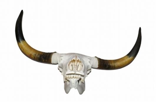 高品質！オーロックスの全身骨格標本 - 頭骨・骨格標本・剥製