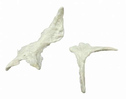 高品質！オーロックスの全身骨格標本 - 頭骨・骨格標本・剥製