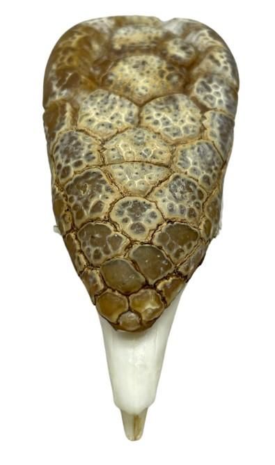 アルマジロ　剥製 Yahoo!オークション -「アルマジロ 剥製」(その他) (科学、自然