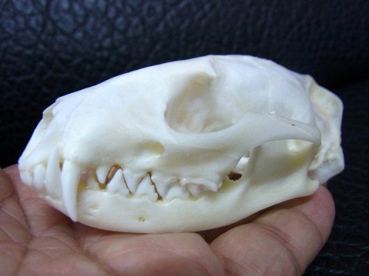 コジャコウネコ（Small Indian Civet）♀ 頭骨-