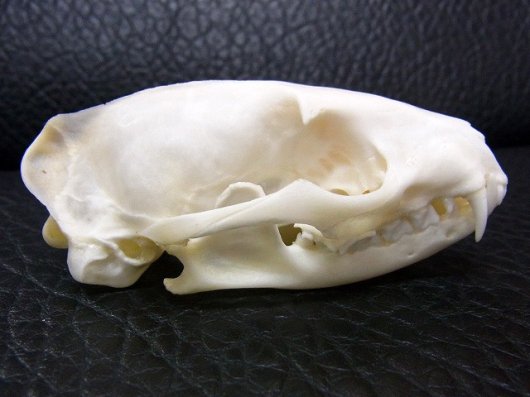 ☆ 即納 ☆ 高品質 コジャコウネコ（Small Indian Civet）頭骨 B