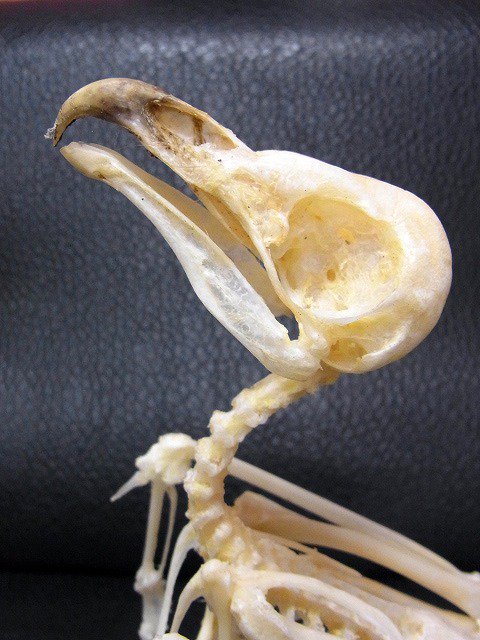 ☆ 即納 ☆ 高品質 メンフクロウ（Barn Owl）全身骨格標本 - 頭骨