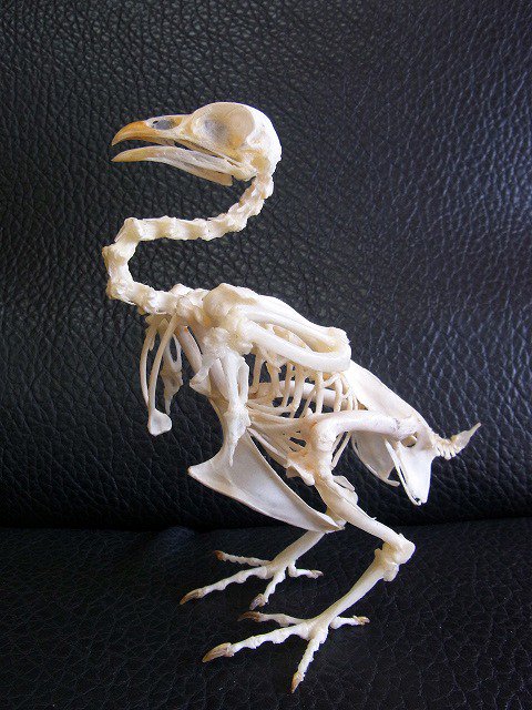 ☆ 即納 ☆ ニワトリ（セラマ種）全身骨格標本 - 頭骨・骨格標本・剥製 