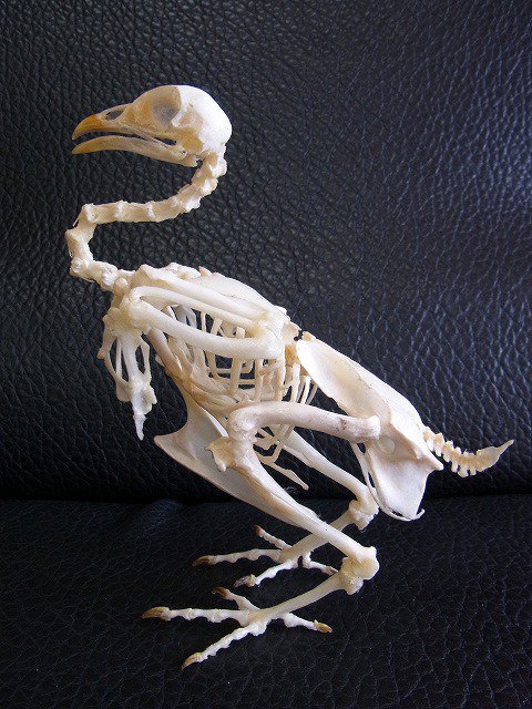 ☆ 即納 ☆ ニワトリ（セラマ種）全身骨格標本 - 頭骨・骨格標本・剥製 