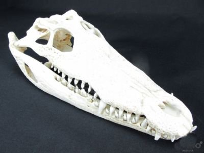 シャムワニの頭骨 　30ｃｍ前後 - 頭骨・骨格標本・剥製販売　【Core-Box】