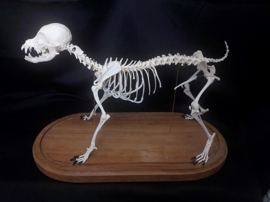ハイグレード！本物 子犬の全身骨格（ラッター犬） - 頭骨・骨格標本・剥製販売　【Core-Box】