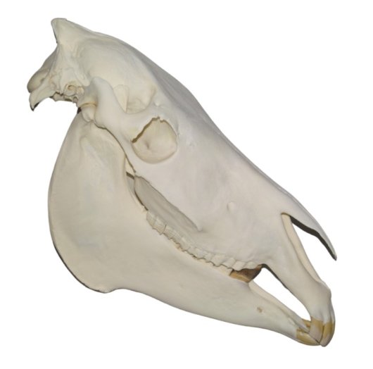 高品質！ハートマンヤマシマウマの全身骨格標本 - 頭骨・骨格標本 