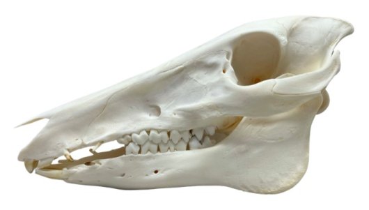 高品質！イノシシの全身骨格標本 - 頭骨・骨格標本・剥製販売 【Core-Box】