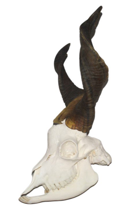 高品質！ヤギ（ジルジェンターナ）の全身骨格標本 - 頭骨・骨格標本