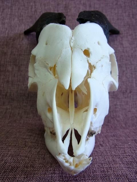 ☆ 即納 ☆ ヤギ（カメルーンドラフトゴート）のスカルホーン