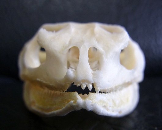 即納★高品質！フトアゴヒゲトカゲ 頭骨（頸椎付） - 頭骨・骨格標本・剥製販売　【Core-Box】