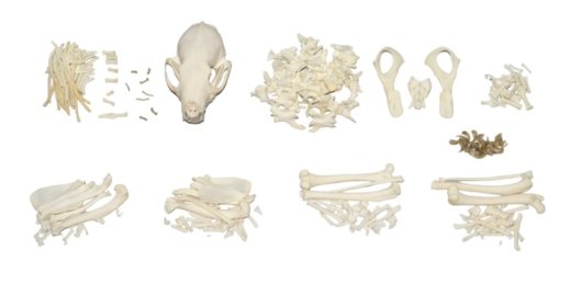 高品質！ムナジロテンの全身骨格標本 - 頭骨・骨格標本・剥製販売　【Core-Box】