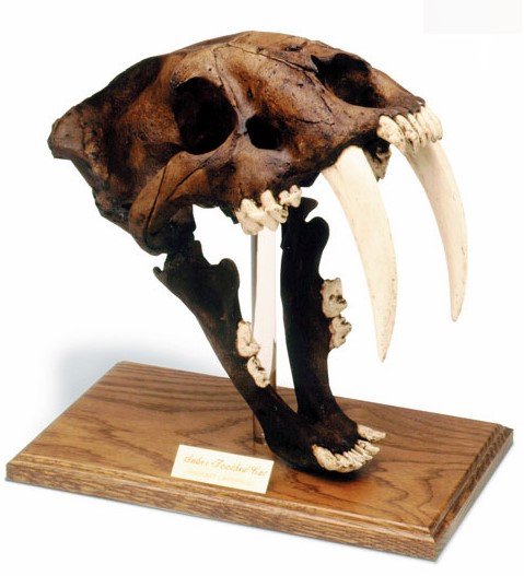 スミロドン（サーベルタイガー） 頭骨 レプリカ　B - 頭骨・骨格標本・剥製販売　【Core-Box】