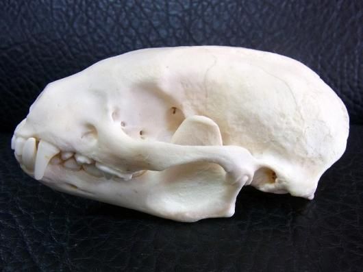 高品質　セイウチ（Walrus）頭骨 ♂ 　※ CITESコピー付 ☆ 即納 ☆ 高品質 セイウチ 頭骨 ♂ （CITESコピー付） - 頭骨