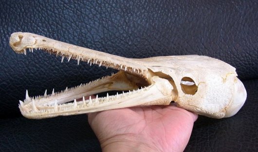 高品質！アリゲーターガー（19ｃｍ） 頭骨歯は鋭く高品質な頭骨標本です