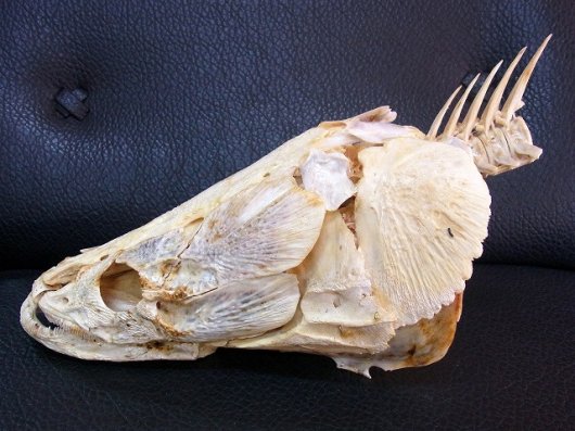 ☆ 即納 ☆ 高品質！ピラルク 頭骨（36ｃｍ） - 頭骨・骨格標本・剥製 