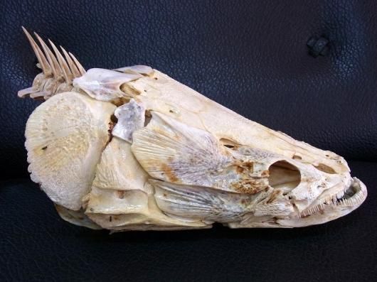 ☆ 即納 ☆ 高品質！ピラルク 頭骨（36ｃｍ） - 頭骨・骨格標本・剥製 