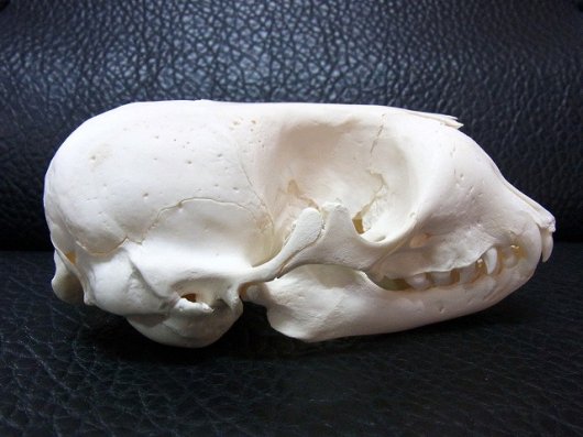 ☆ 即納 ☆ 高品質！ ハイイロアザラシ（Gray Seal）頭骨 ♀ - 頭骨 