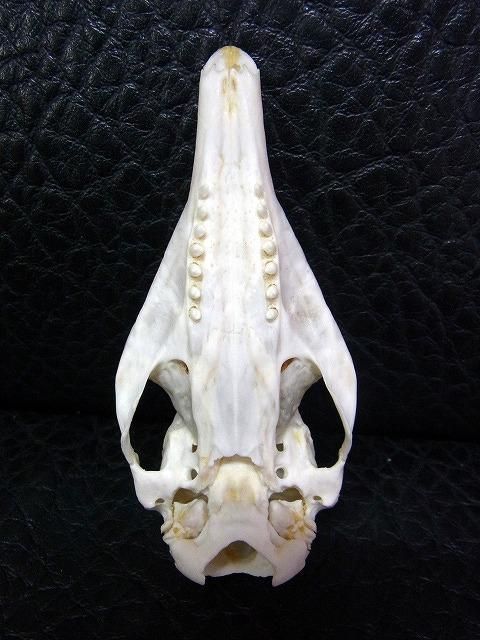 頭骨標本　ココノオビアルマジロ ☆即納☆ 希少！ココノオビアルマジロ 頭骨 - 頭骨・骨格標本