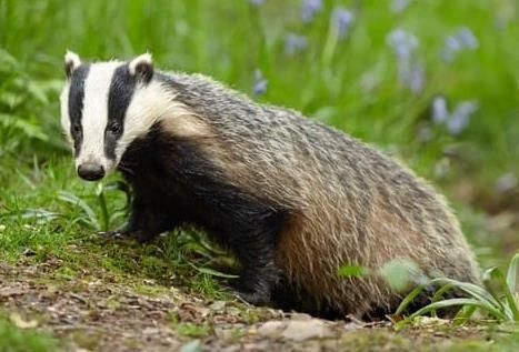 ☆ 即納 ☆高品質 アメリカ アナグマ（badger）の頭骨 - 頭骨・骨格
