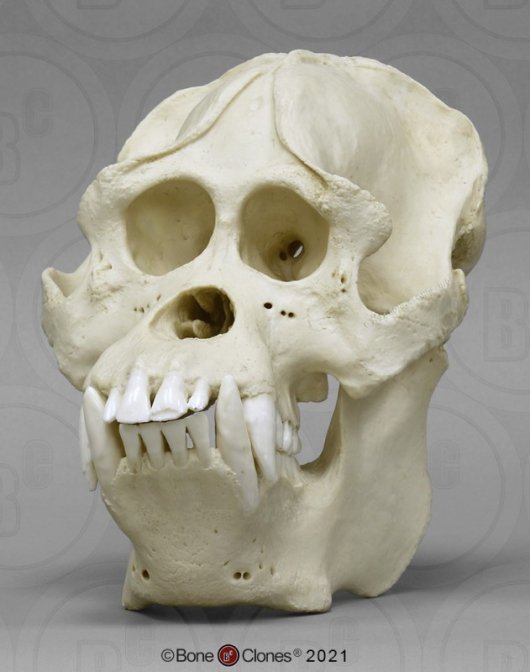 日本初の 【希少】ニホンザル（コドモザル）の頭骨（スカル） 置物