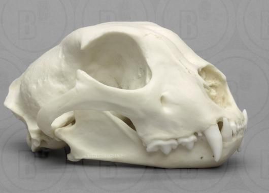 動物　頭骨 標本 動物 頭骨 標本 Amazon.co.jp: 本物の豚の頭蓋骨標本剥製ヘビハイ模擬動物