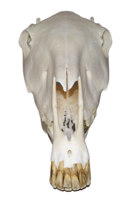 高品質！馬（チェコスポーツポニー）の全身骨格標本 - 頭骨・骨格標本 
