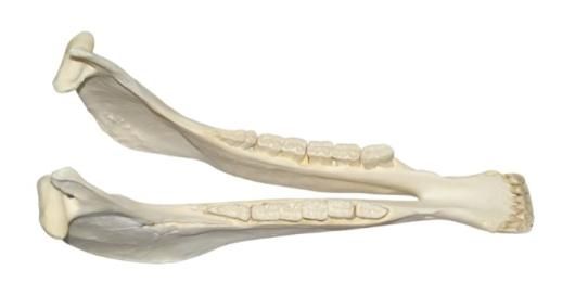 高品質！馬（フリージアン・ホース）の全身骨格標本 - 頭骨・骨格標本