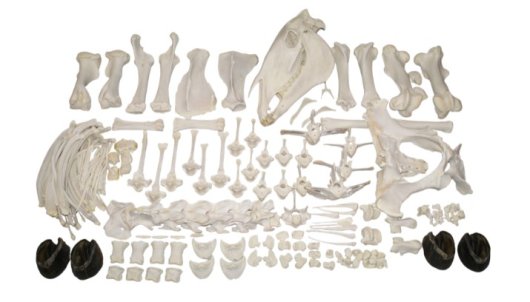 高品質！馬（ノリーカー）の全身骨格標本 - 頭骨・骨格標本・剥製販売 