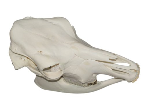 高品質！牛（ヘレフォード種）の全身骨格標本 - 頭骨・骨格標本・剥製 