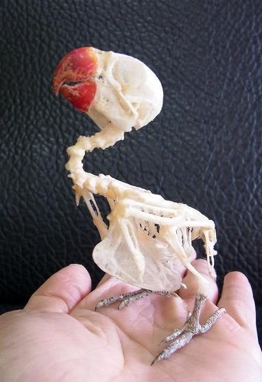 オカメインコ 冷凍素材 標本 剥製 骨格 研究