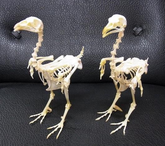☆ 即納 ☆ ニワトリ（オス）全身骨格標本 - 頭骨・骨格標本・剥製販売
