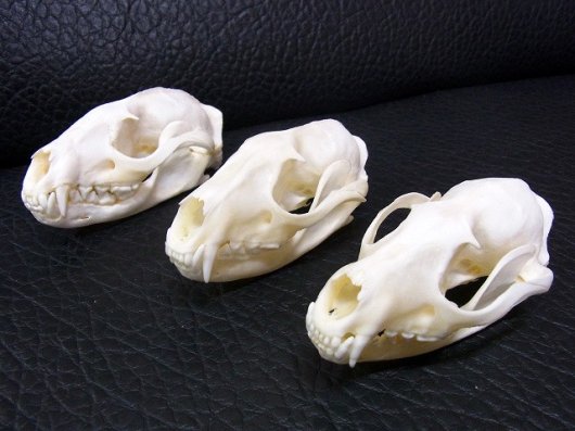 即納 ☆ パームシベット（Palm Civet）♂ 頭骨 ※データ付属します - 頭骨・骨格標本・剥製販売 【Core-Box】