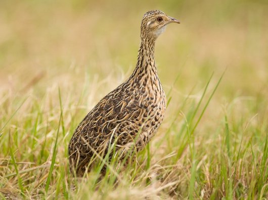 ☆即納☆ レア！高品質 マダラシギダチョウ（Spotted nothura）頭骨