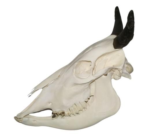 高品質 ミニチュアセブ（MINIATURE ZEBU）頭骨 NO.2 ※下顎付き