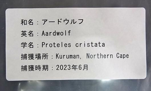 即納☆貴重！美！アードウルフ（ツチオオカミ）の頭骨 ※捕獲データ付