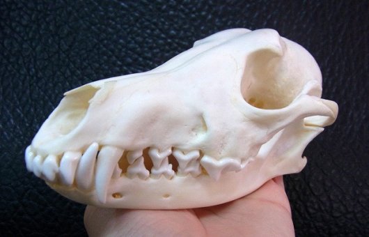 ★ 即納 ★ アフリカ便　高品質　セグロジャッカルの頭骨　※捕獲データ付 - 頭骨・骨格標本・剥製販売　【Core-Box】