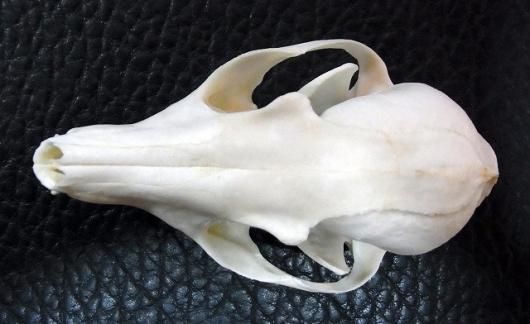 アフリカ便　美！ケープフォックス（ケープギツネ）の頭骨　※データ付属します 即納☆アフリカ便 美！ケープフォックス（ケープギツネ）の頭骨