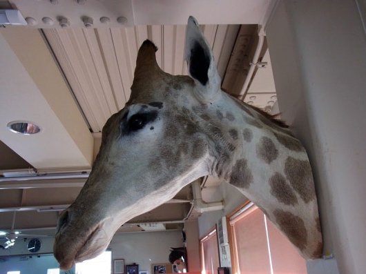 ☆ 即納 ☆ 大迫力！ケープキリン South African Giraffe 剥製 