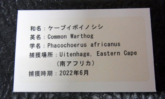 アフリカ便！高品質 イボイノシシ 成獣の頭骨（XLサイズ）※捕獲データ