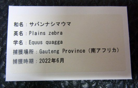 送料無料・即納 サバンナシマウマ 頭骨 ※捕獲データ付 | www