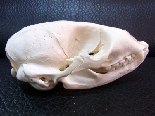 高品質 ゼニガタアザラシの頭骨 - 置物
