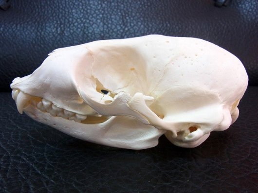 ☆ 即納 ☆ 高品質！ ゼニガタアザラシの頭骨 C - 頭骨・骨格標本 