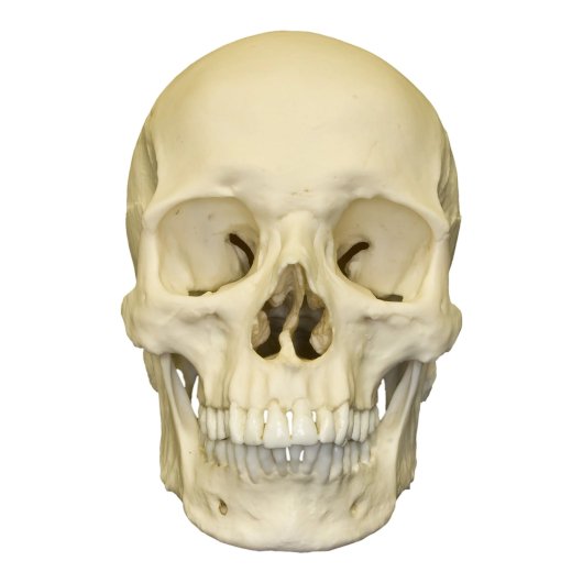 コレクションヨーロッパ人 男性 人間 頭蓋骨 頭骨標本 精密レプリカ 
