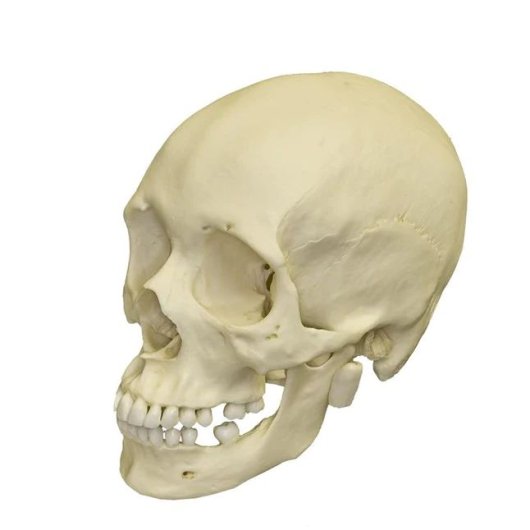 博物館品質☆アフリカ人女性 頭骨 レプリカ - 頭骨・骨格標本・剥製