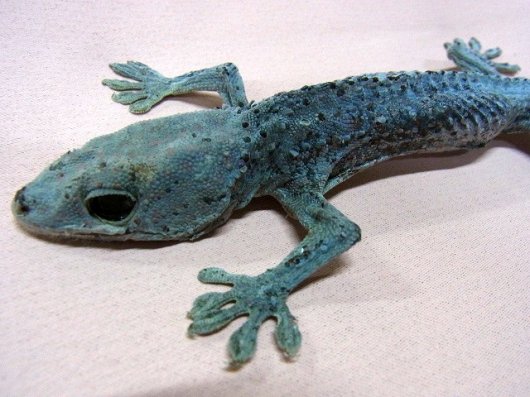 ☆ 即納 ☆ トッケイヤモリ（Gecko gecko）の剥製 - 頭骨・骨格標本・剥製販売 【Core-Box】