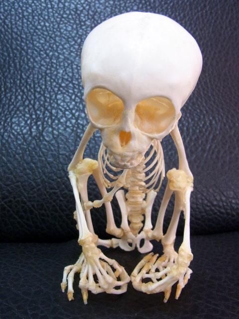 ☆即納☆カニクイザル（幼獣）の全身骨格標本 - 頭骨・骨格標本・剥製