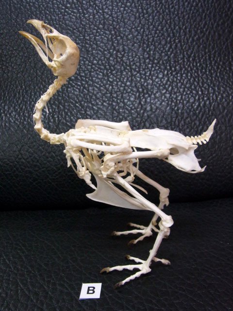 ☆ 即納 ☆ ニワトリ（セラマ種）オス 全身骨格標本 B - 頭骨・骨格 